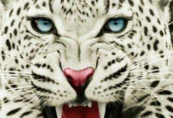 Dubai Wild Cats